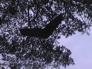 Zagi puussa